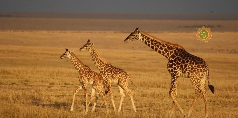 Giraffe