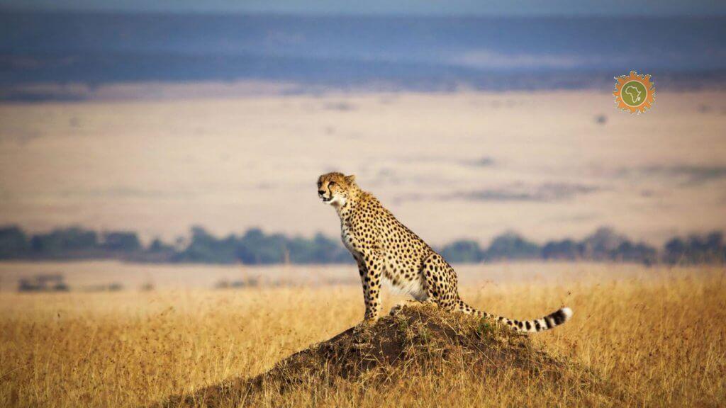 Afriken Travel