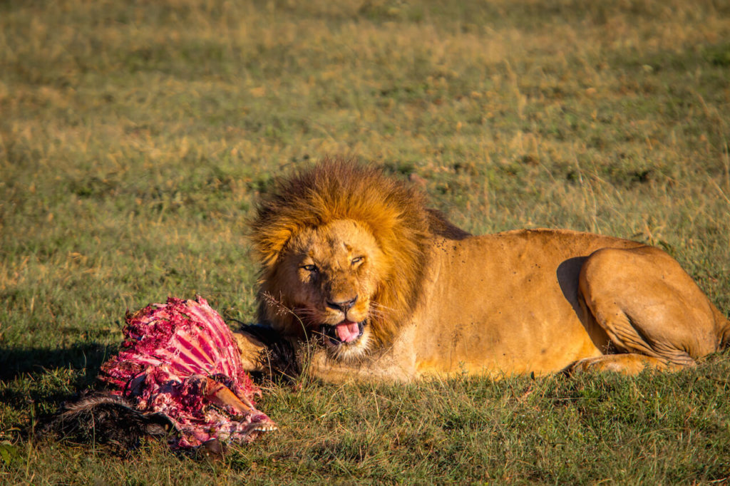lionmeal