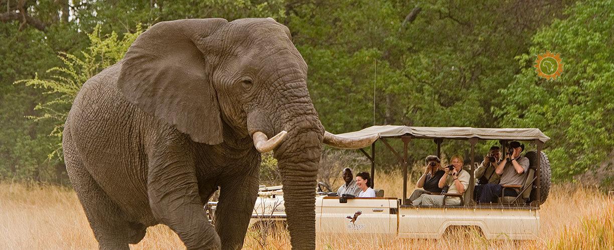 The ultimate wildlife Experience
