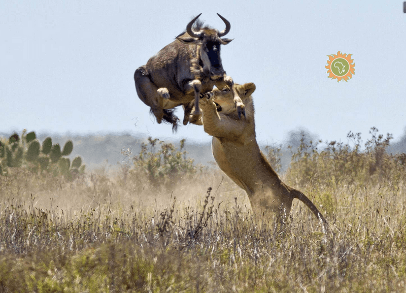 Afriken Travel